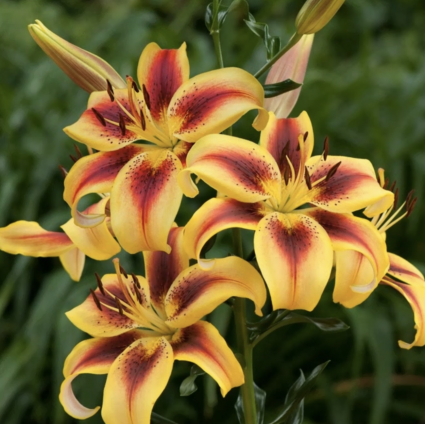 Viva La Vida Hybrid Lily 1G
