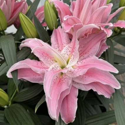 Azra Oriental Lily 1G