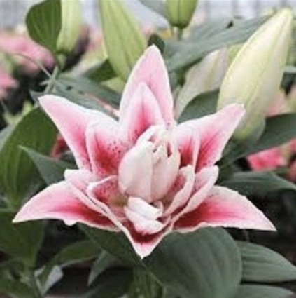 Nowa Oriental Lily 1G