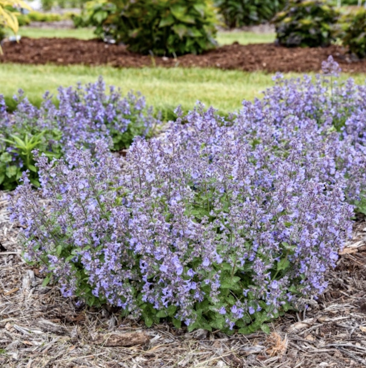 Catwalk Queen Catmint 1G