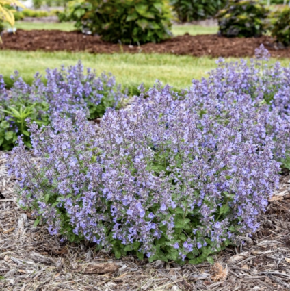 Catwalk Queen Catmint 1G