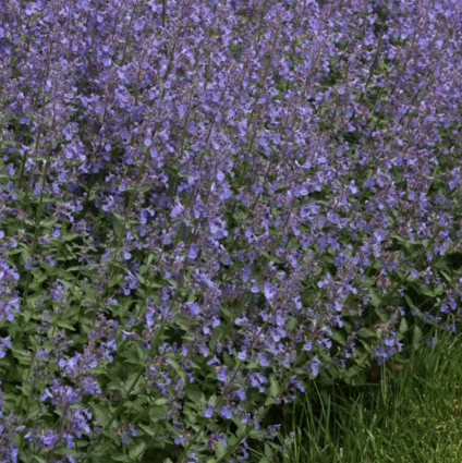 Junior Walker Catmint