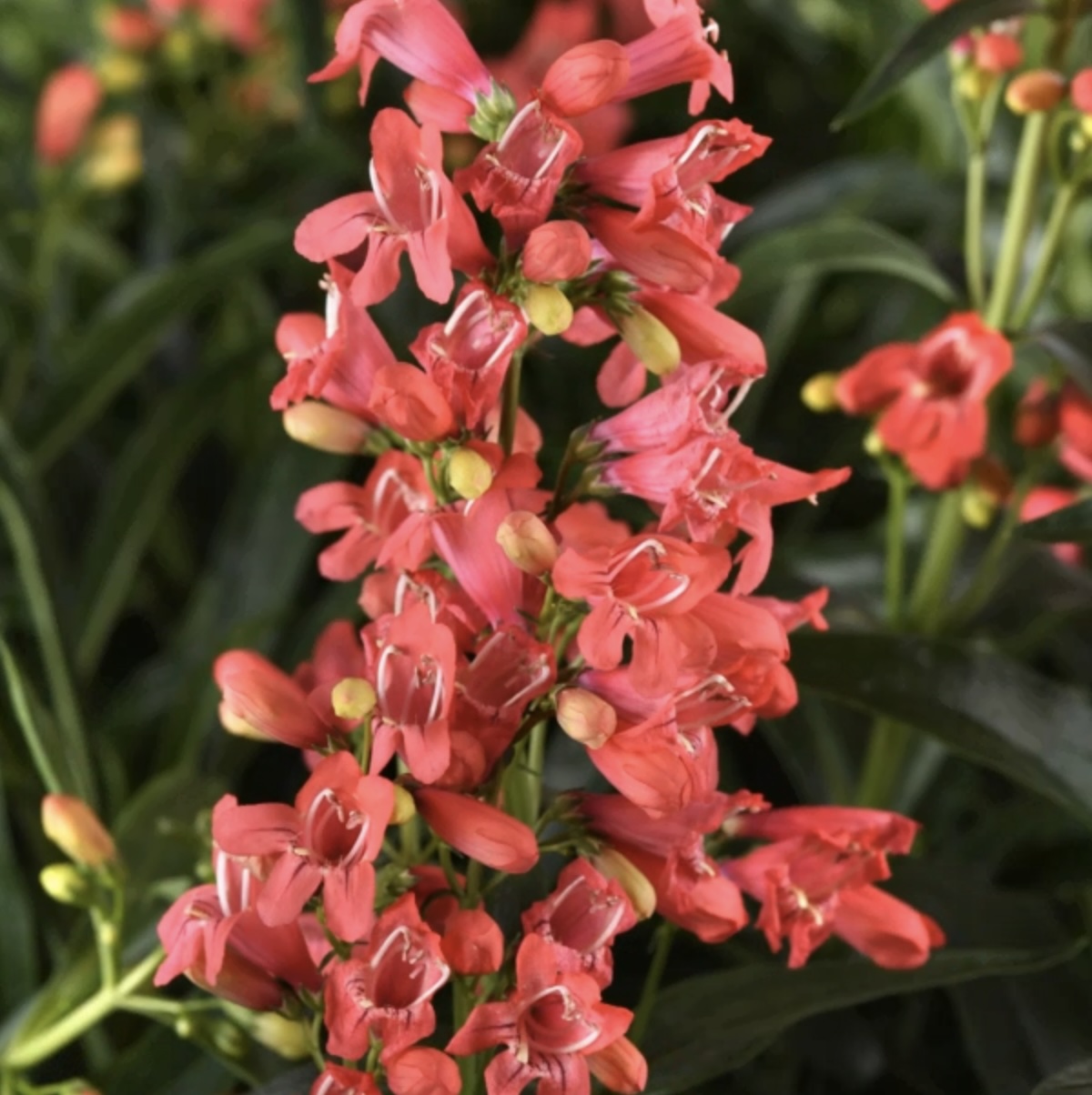 Rock Candy Coral Penstemon 1G