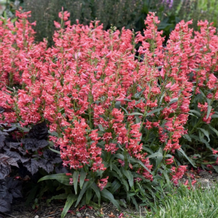 Rose Rhinestones Penstemon 1G