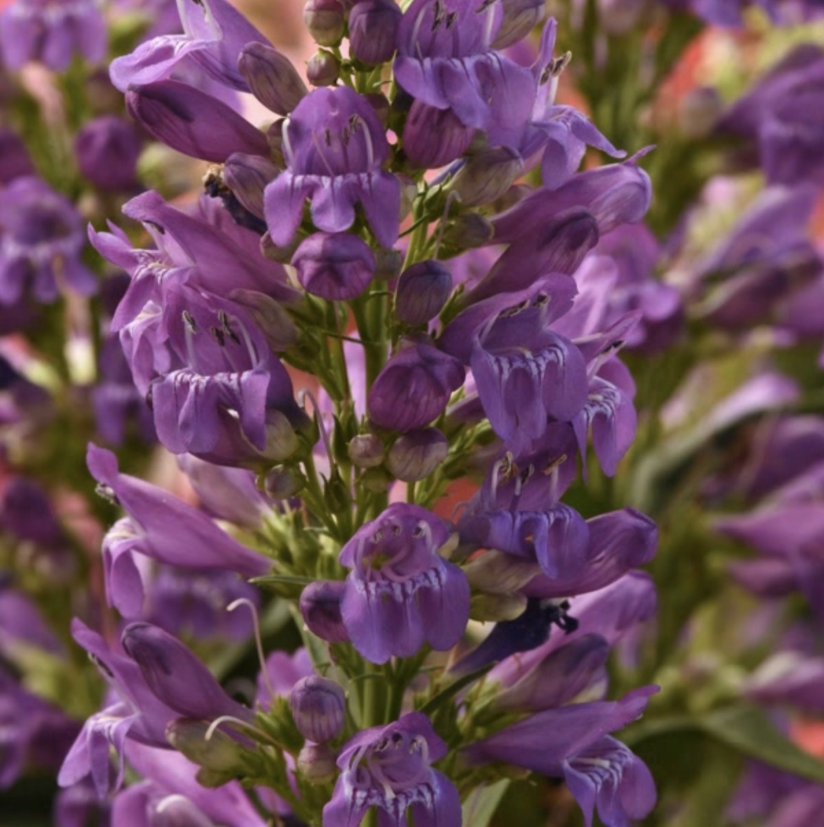 Summit Sweets Purple Penstemon 1G