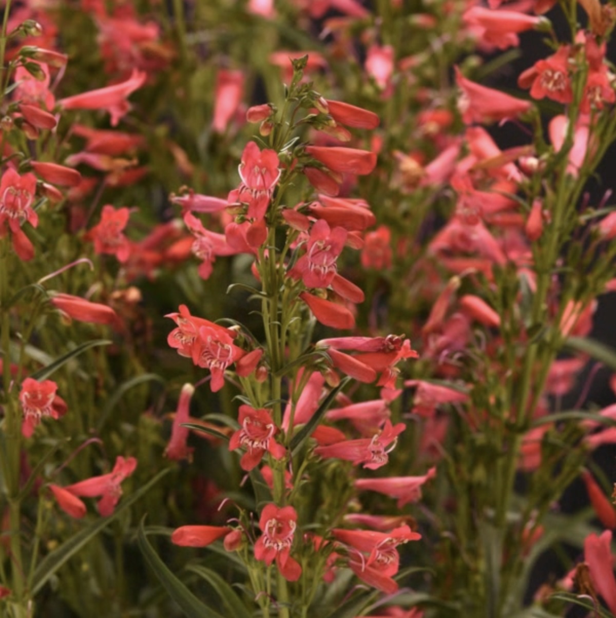 Summit Sweets Ruby Penstemon 1G