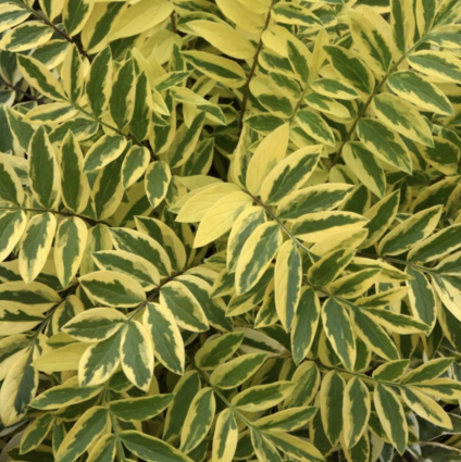 Golden Feathers Jacob's Ladder 1G