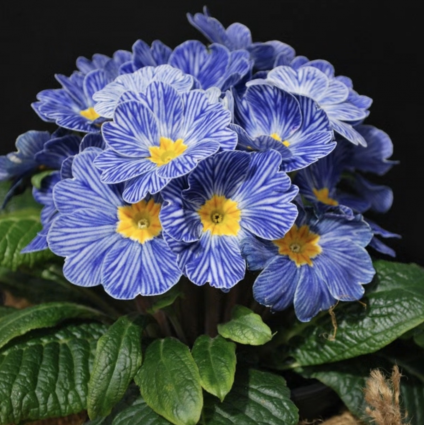 Zebra Blue Primrose 1G