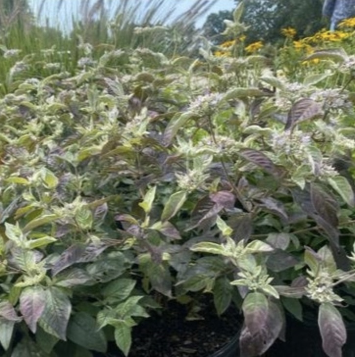 Candy Cloud Blue Mounding Phlox 1G