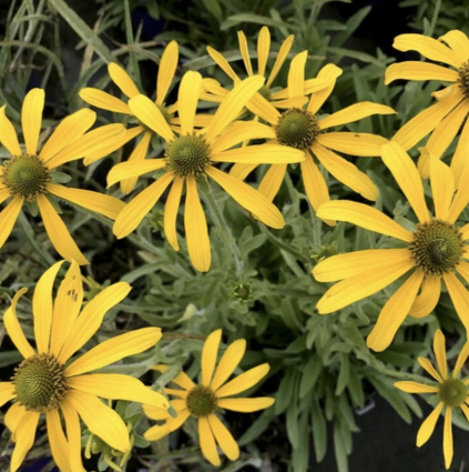 Green Eyed Lady Black Eyed Susan 1G