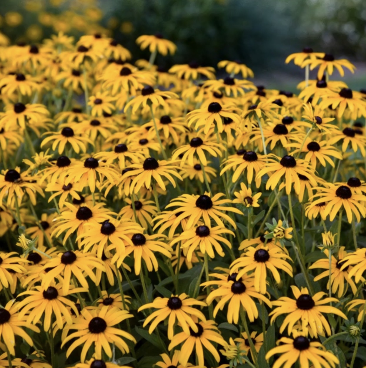 Treasure Trove Black Eyed Susan 1G