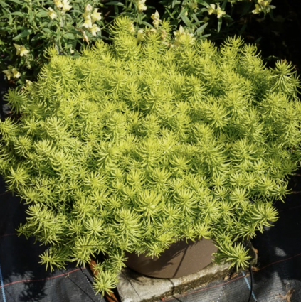 La Vie En Rose Sedum 1G