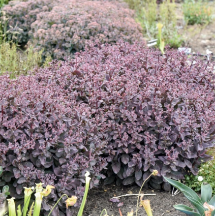 Wineberry Delight Sedum 1G