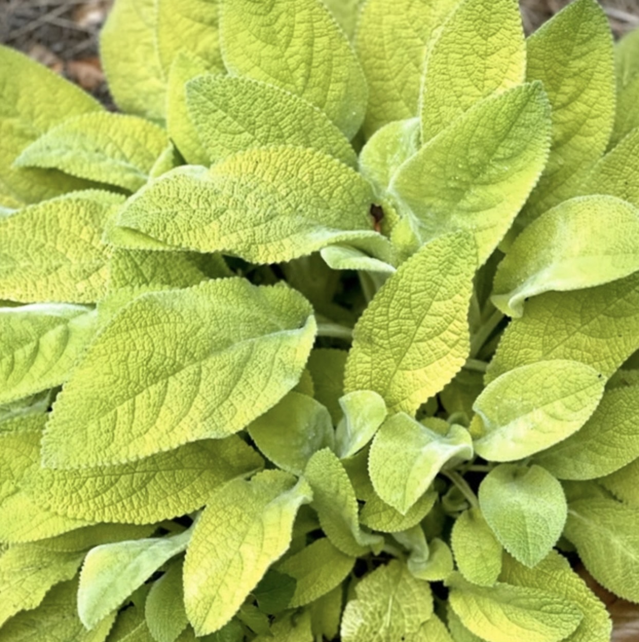 Key Lime Lamb�s Ear 1G