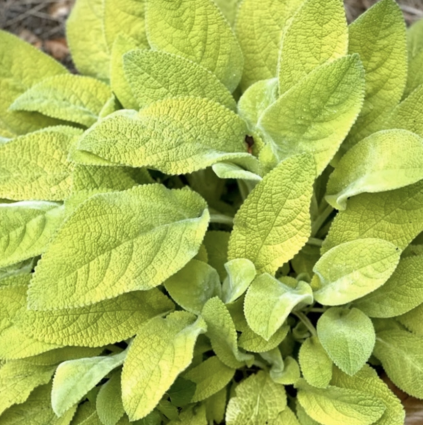 Key Lime Lamb�s Ear 1G