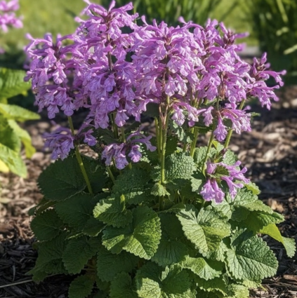 Punky Purple Lamb�s Ear 1G