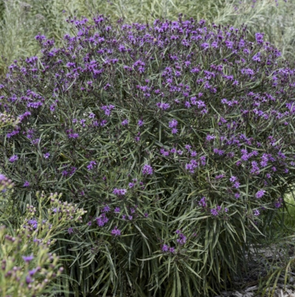 Cotton Candy Meadow Rue 1G