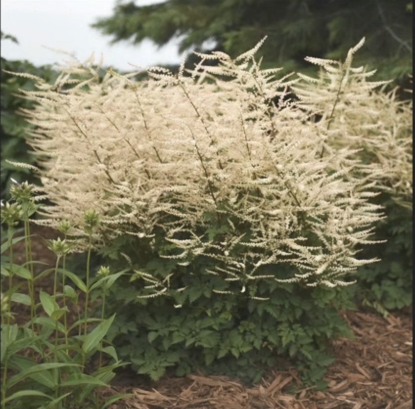 ARUNCUS, CHANTILLY LACE 1G