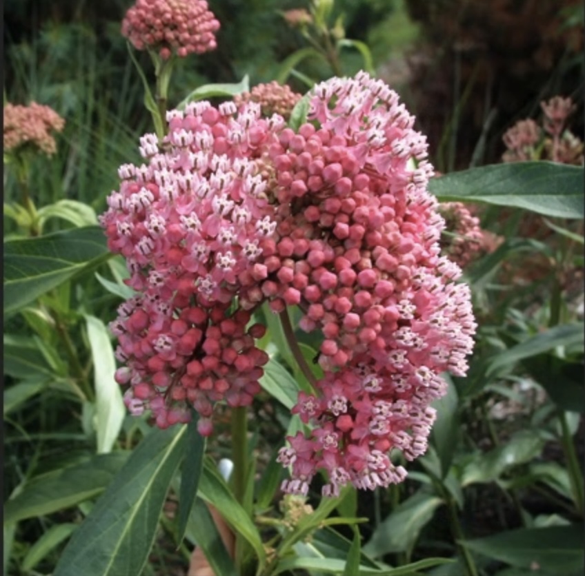 ASCLEPIAS, CINDERELLA SW MLKWD 1