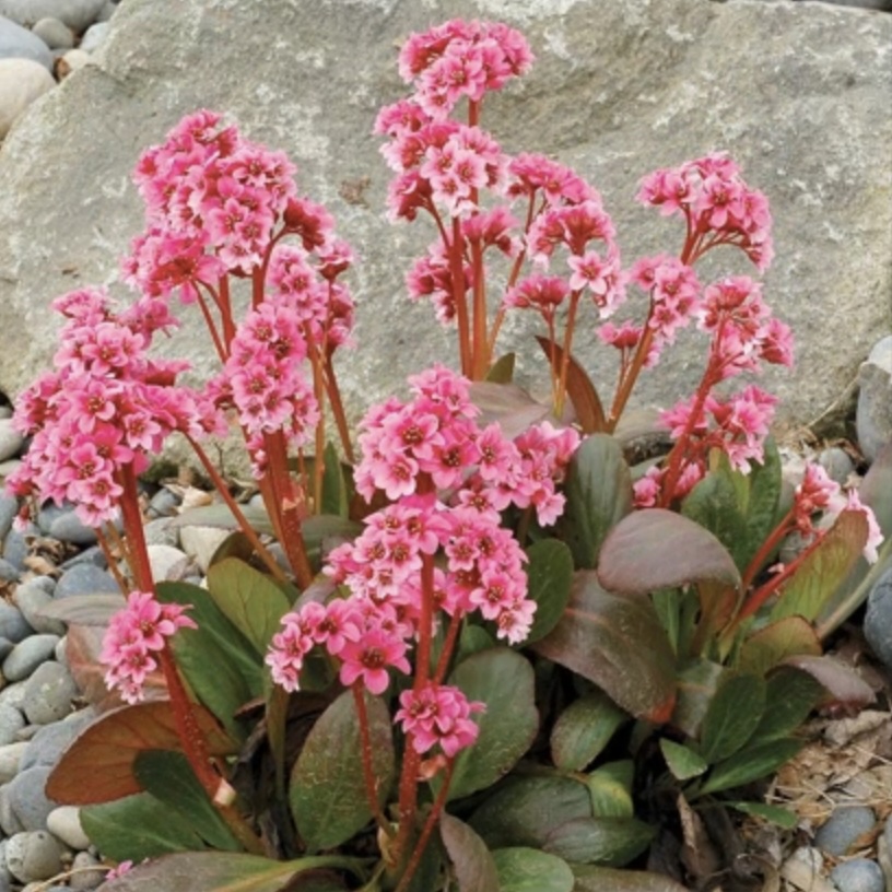 Pink Dragonfly Bergenia 1G