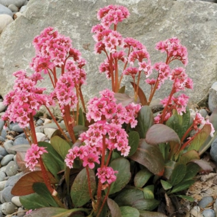 Pink Dragonfly Bergenia 1G