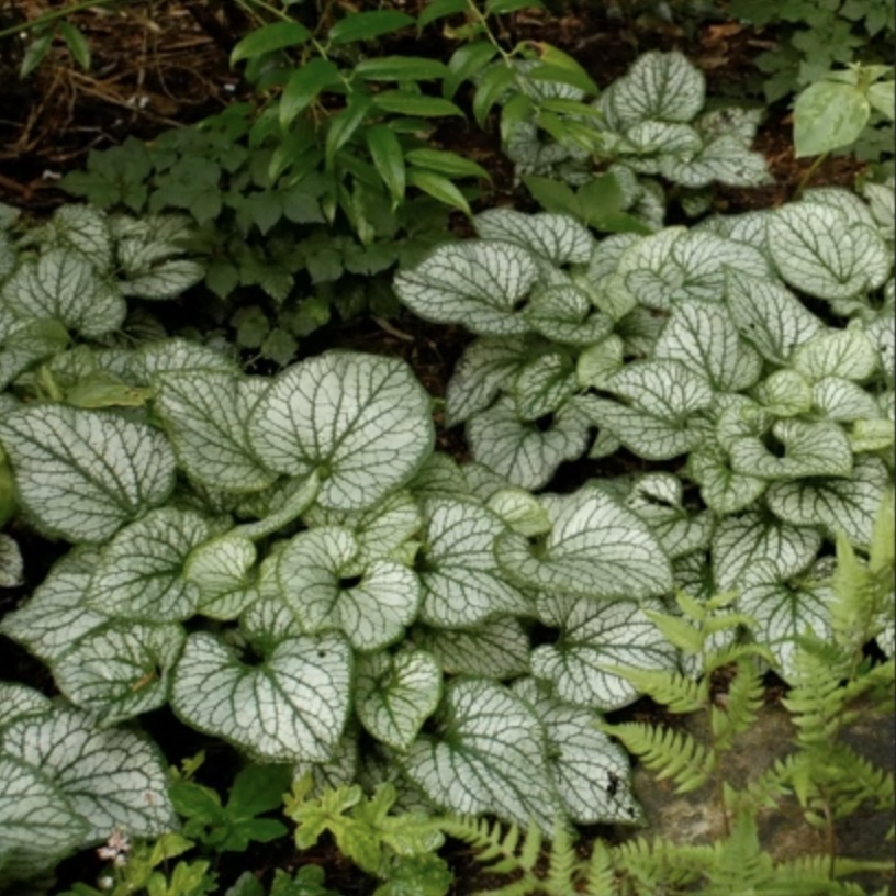 BRUNNERA, JACK FROST 1 GAL