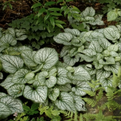BRUNNERA, JACK FROST 1 GAL