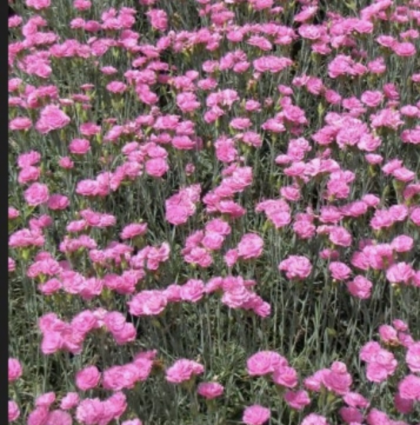 DIANTHUS, PINK FIRE 1G
