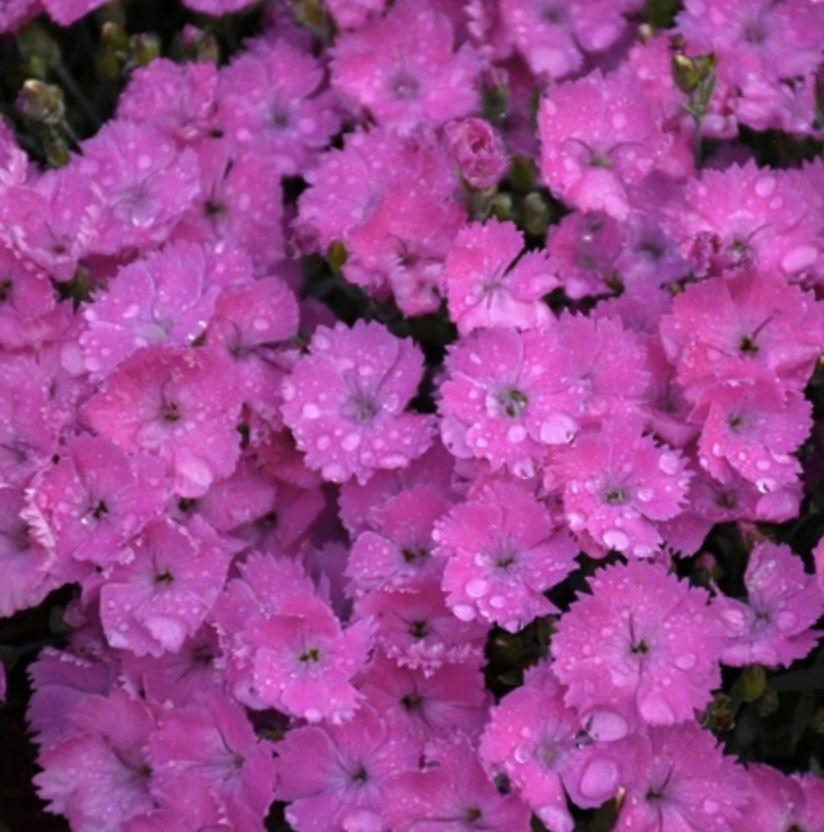 DIANTHUS, PAINT TOWN FUCHSIA 1G