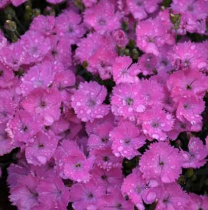 DIANTHUS, PAINT TOWN FUCHSIA 1G