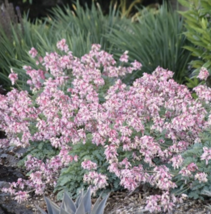 DICENTRA, PINK DIAMONDS 1G