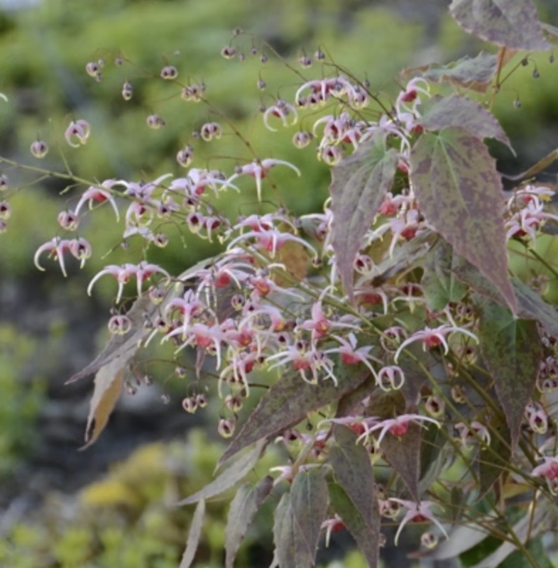 EPIMEDIUM, PINK CHAMPAGNE 1G
