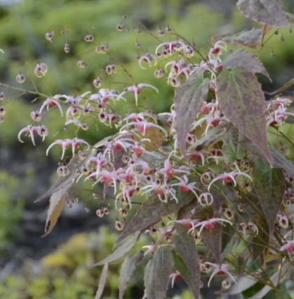 EPIMEDIUM, PINK CHAMPAGNE 1G