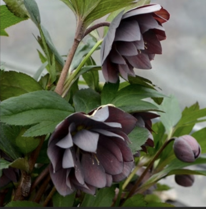 HELLEBORUS, DASHING GROOMSMAN 1G