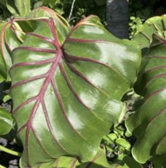 Pharaoh Red Mask Elephant Ears (1 Bulb)