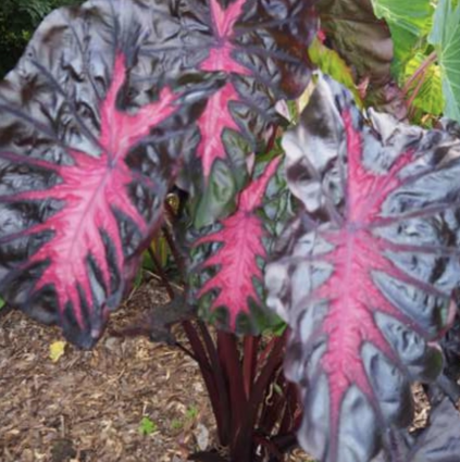 Redemption Elephant Ears (1 Bulb)