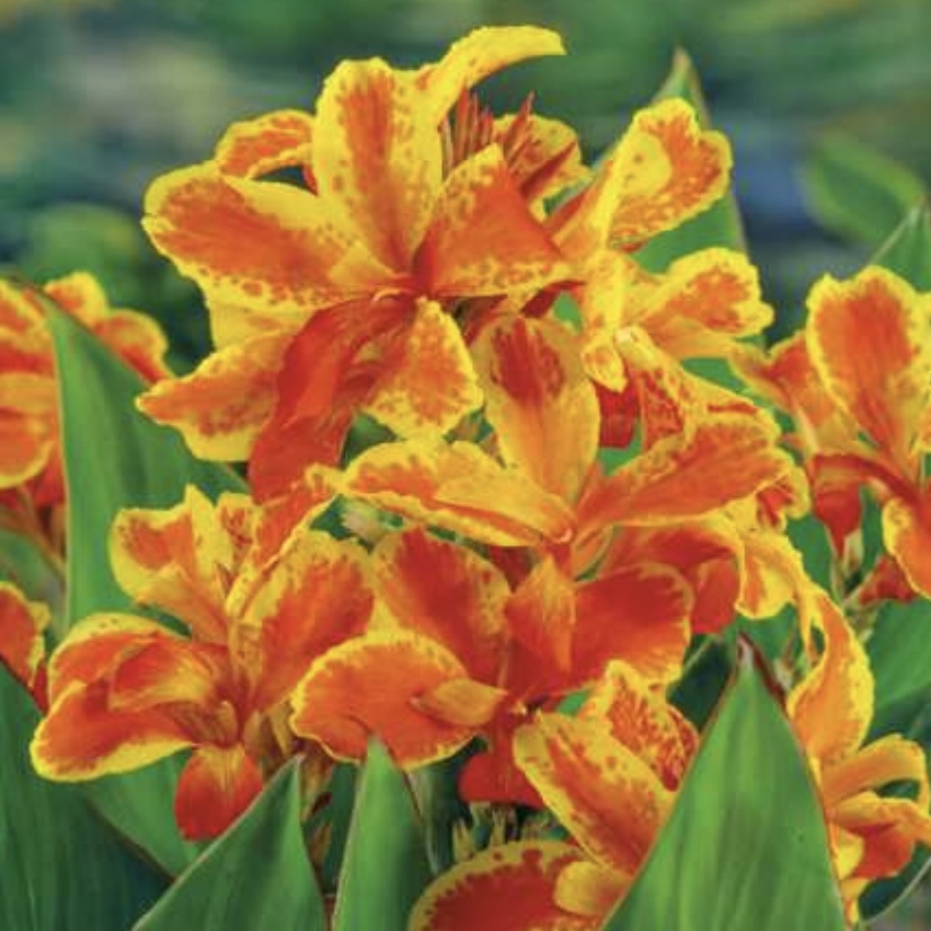 Tall Tarou King Canna (1 Bulb)