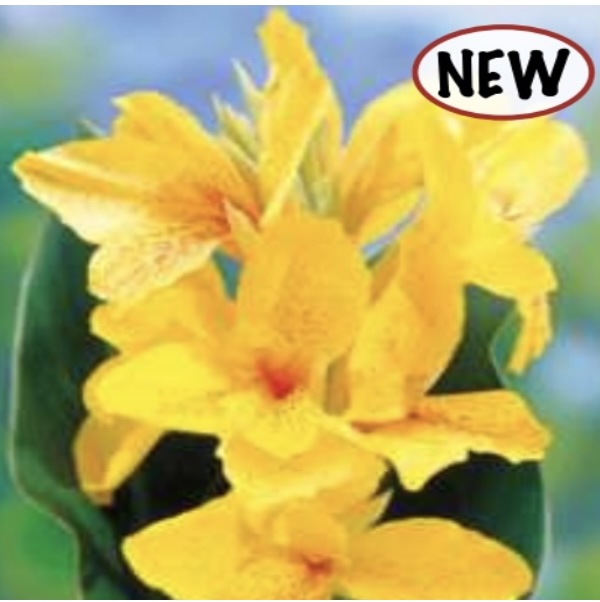 Tall Yara Canna (1 Bulb)