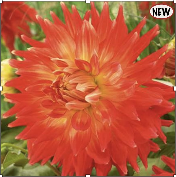 Fired Up Dahlia Bulb (1 Bulbs)