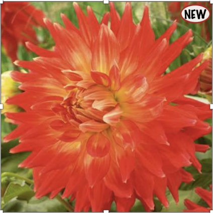 Fired Up Dahlia Bulb (1 Bulbs)