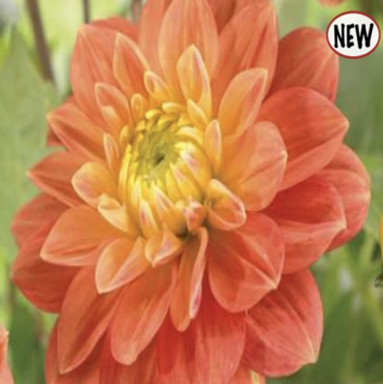Sunset Tropicana Dahlia (1 Bulb)