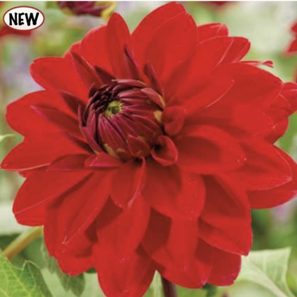 Menorca Dahlia (1 Bulb)
