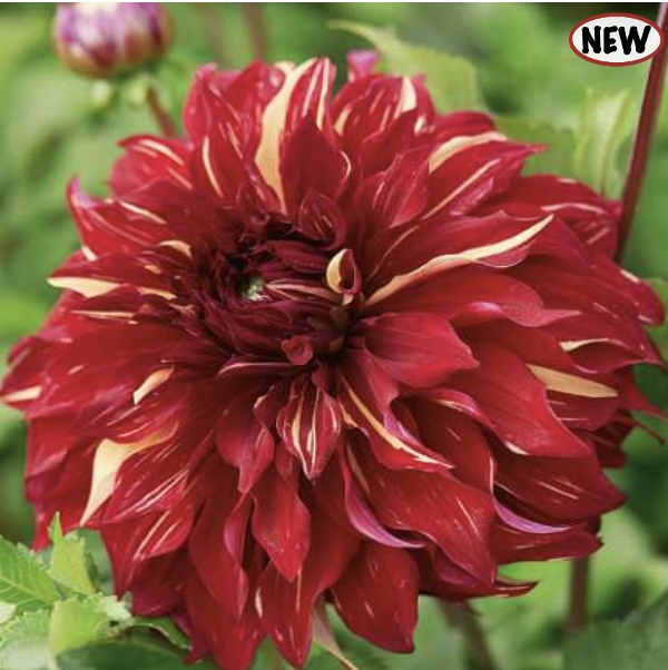 Bohemian Spartacus Dahlia (1 Bulb)