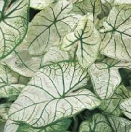 Candidum Sr Caladium (5 Bulbs)