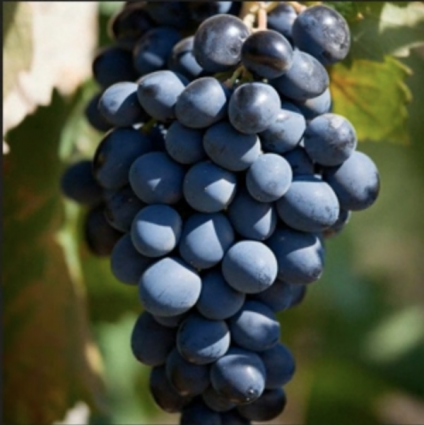 GRAPE, FREDONIA 2 GAL