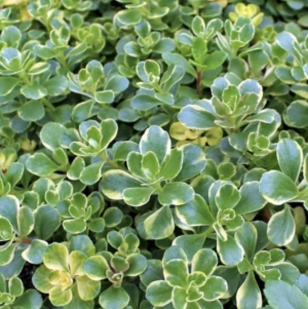 AEGOPODIUM, VARIEGATUM 1 GALLON