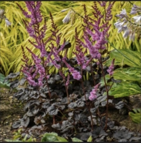 Dark Side of the Moon Astilbe 1G