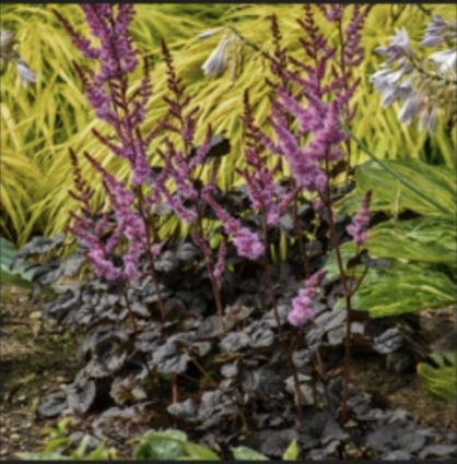 Dark Side of the Moon Astilbe 1G