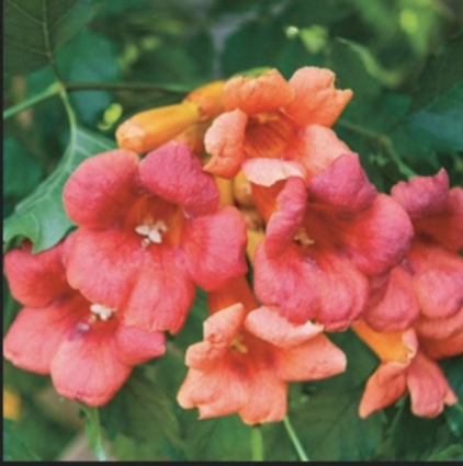 Flamenco Trumpet Vine 2G
