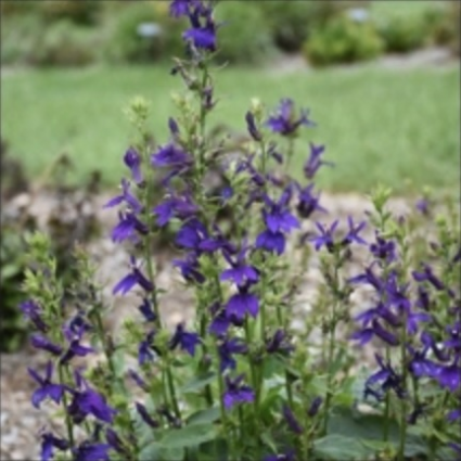 Starship Blue Lobelia 1G